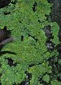 lichene xanthoria parietina